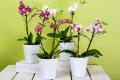 Орхідеї цвістимуть вдень і вночі: як правильно вибрати субстрат для квітів