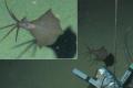 Впервые кальмара обнаружили на рекордной глубине в шесть километров