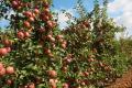 Из-за убыточности мелкие садоводы вынуждены оставлять урожай яблок в садах