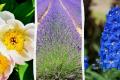 10 багаторічних рослин, які не будуть рости разом попри свою чудову красу