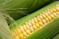 Кукуруза – когда выгодно продавать, факторы влияющие на цену