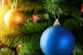 Стала известна стоимость новогодних елок для украинцев 