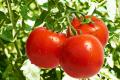 В Україні подешевшали тепличні томати