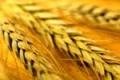 Казахстан опасается зерновой конкуренции со стороны Украины