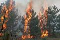  В Днепропетровской области выгорело полтора гектара леса 