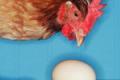Британские ученые решили дилемму курицы и яйца