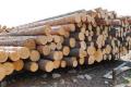 Госагентство оценило убытки от незаконных вырубок лесов