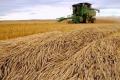 Урожай зернових в Україні значно скоротиться: у Мінагрополітики назвали причини