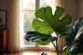 Притягують гроші та удачу: 5 кімнатних рослин, які варто посадити в квартирі, аби вона стала магнітом для достатку