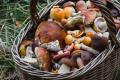Які гриби можна збирати та їсти в листопаді в Україні