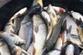 Раніше купували без роздумів: популярний продукт в Україні стрімко здорожчає
