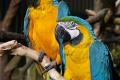 Люблю тебя, давай целоваться: беседа двух попугаев растрогала социальные сети
