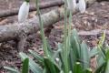Скоро весна: в Одессе зацвели подснежники