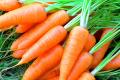 Что нужно знать про морковь