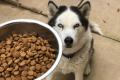 Якісний корм для собак: що вибирають в Україні