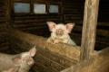 Условия выращивания домашних животных в Украине кардинально изменятся