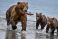 Голодные медведи заблокировали популярный туристический маршрут в России