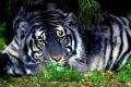 Черный Тигр поможет только избранным: что надо знать про животное-талисман 2022 года