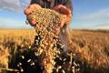 Аграрии в Украине собрали почти 63 миллиона тонн зерна - Минагро
