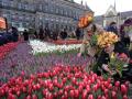 Сезон тюльпанов официально стартовал в Нидерландах: тысячи цветов выросли прямо под окнами короля