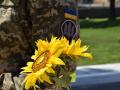 В Украине разработали новый церемониал памяти погибших героев: что известно