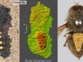 Ученые впервые исследовали содержимое желудка древней мухи 