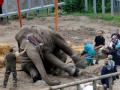 Киевским зоопарком заинтересовались в Раде