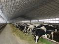 Кабмин планирует в этом году 2,5 миллиарда на строительство молочных комплексов