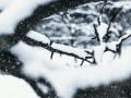 Люта зима суне: до кінця тижня Україну засипле снігом та вдарять 20-градусні морози