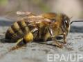 Массовая гибель пчел случилась уже во второй области Украины 