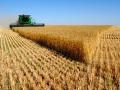 Мировое производство зерна в этом году уменьшится на 2,4% из-за засухи