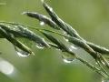 Дожди с грозами: синоптики рассказали, где будет непогода в первой неделе августа
