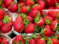В Украине начинается сезон клубники: цены на ягоду рухнули втрое