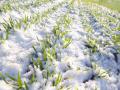 Мартовские морозы не повредили озимым посевам в Украине 