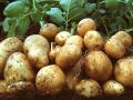 Подорожчання картоплі: експерт у «Ранку з Україною» розповів, чи варто робити запаси на зиму і як їх зберігати