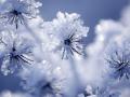 Багато снігу та люті морози до -21: якою буде погода в Україні до середини лютого