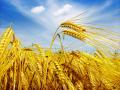Украинские трейдеры не намерены ограничивать экспорт пшеницы из-за жары