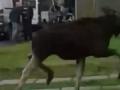 На Львовщине лось разгуливал по улицам города 