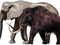 Генетики нашли следы скрещивания слонов с мамонтами 