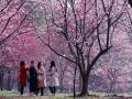 В Китае начался сезон цветения вишни 