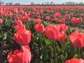 В Херсонской области расцвели 300 тысяч тюльпанов 
