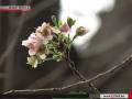 Япония наслаждается неожиданным осенним цветением сакуры