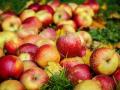 Рекордный урожай яблок ставит аграриев в "неловкое положение"