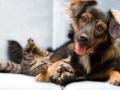 В Украине обяжут регистрировать кошек и собак