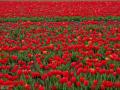 Цветение тюльпанов в «мини-Голландии» на Херсонщине планируется на конец апреля