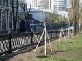 В Киеве высаживают тополя, которые не дают пуха