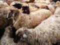 Гонки и конкурс красоты среди овец: на Закарпатье прошел фестиваль брынзы