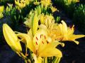 Цветение лилий и шалфея: на Херсонщине готовят новый тур