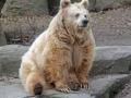 В Киевском зоопарке первый медведь впал в зимнюю спячку
