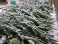 Для главной елки страны в Киев везут 400 сосен